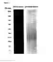 Fig. 04 - Reagents and methods for detecting influenza virus proteins