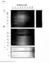 Fig. 07 - Reagents and methods for detecting influenza virus proteins