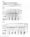 Fig. 06 - 5′ protection dependent amplification