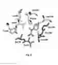 Fig. 06 - MALONATE DECARBOXYLASES FOR INDUSTRIAL APPLICATIONS