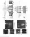 Fig. 09 - Coatings of semiconductor quantum dots for improved visibility of electrodes and pipettes