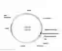 Fig. 04 - Vectors, host cells, and methods of production and uses