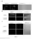Fig. 09 - High-throughput image-based chemical screening in zebrafish blastomere cell culture