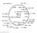 Fig. 02 - Surface anchored light chain bait antibody display system