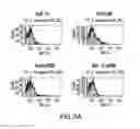 Fig. 04 - Surface anchored light chain bait antibody display system
