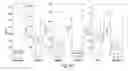 Fig. 06 - Methods and devices for tuberculosis diagnosis using biomarker profiles