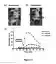 Fig. 07 - BIOLUMINESCENCE IMAGING-BASED SCREENING ASSAY AND INHIBITORS OF ABCG2