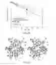 Fig. 27 - Fibroblast growth factor mutants having improved functional half-life and methods of their use