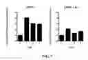 Fig. 07 - Methods for Inhibiting or Reversing Epiretinal Membrane Formation