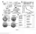 Fig. 02 - COMPOSITIONS AND METHODS FOR DIAGNOSIS AND THERAPY OF DISORDERS RELATED TO ALTERATIONS OF MYH9