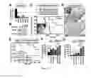 Fig. 03 - COMPOSITIONS AND METHODS FOR DIAGNOSIS AND THERAPY OF DISORDERS RELATED TO ALTERATIONS OF MYH9