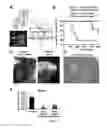 Fig. 06 - COMPOSITIONS AND METHODS FOR DIAGNOSIS AND THERAPY OF DISORDERS RELATED TO ALTERATIONS OF MYH9