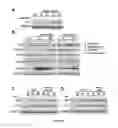 Fig. 22 - COMPOSITIONS AND METHODS FOR DIAGNOSIS AND THERAPY OF DISORDERS RELATED TO ALTERATIONS OF MYH9