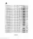 Fig. 25 - COMPOSITIONS AND METHODS FOR DIAGNOSIS AND THERAPY OF DISORDERS RELATED TO ALTERATIONS OF MYH9