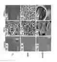 Fig. 04 - Method to fabricate functionalized conical nanopores