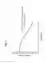 Fig. 08 - Single-chain insulin agonists exhibiting high activity at the insulin receptor