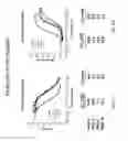 Fig. 26 - Single-chain insulin agonists exhibiting high activity at the insulin receptor