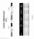 Fig. 35 - Single-chain insulin agonists exhibiting high activity at the insulin receptor