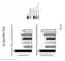 Fig. 40 - Single-chain insulin agonists exhibiting high activity at the insulin receptor