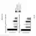 Fig. 41 - Single-chain insulin agonists exhibiting high activity at the insulin receptor