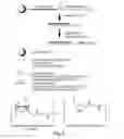 Fig. 02 - RNA interference mediated inhibition of gene expression using chemically modified short interfering nucleic acid (siNA)