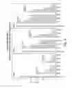 Fig. 32 - RNA interference mediated inhibition of gene expression using chemically modified short interfering nucleic acid (siNA)