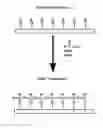 Fig. 01 - Methods for Biodegradable Derivatization of Cellulosic Surfaces