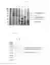 Fig. 06 - NOVEL REAGENTS AND METHOD FOR CONJUGATING BIOLOGICAL MOLECULES
