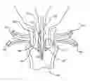 Fig. 01 - Apparatus and method for performing intrastromalabdominal hysterectomy as bloodless nerve sparing method