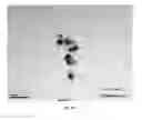 Fig. 12 - Noble metal nanoparticles, method for preparing the same and their application
