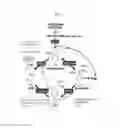 Fig. 02 - Prephenate dehydrogenases and arogenate dehydrogenases that are insensitive to effector feedback inhibition and methods of using the same