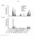 Fig. 09 - Prephenate dehydrogenases and arogenate dehydrogenases that are insensitive to effector feedback inhibition and methods of using the same
