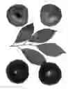 Fig. 01 - INTERSPECIFIC TREE Named 'BELLA RED'