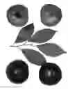 Fig. 02 - INTERSPECIFIC TREE Named 'BELLA RED'