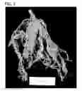 Fig. 06 - Compositions and methods for controlling nematodes
