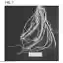 Fig. 08 - Compositions and methods for controlling nematodes