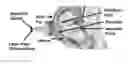 Fig. 01 - Optoacoustic-ultrasonic system for coregistered functional and morphological imaging of placentas