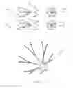 Fig. 25 - VASCULAR FILTER DEVICE