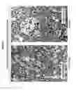 Fig. 08 - Delivery of therapeutic compounds to the brain and other tissues