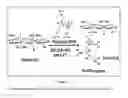Fig. 02 - Method and composition of glycosaminoglycans in sickle cell and vascular disorders