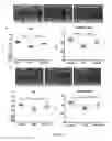 Fig. 06 - CARDIOPROTECTIVE COMPOUNDS, THEIR USE WITH CHEMOTHERAPY, AND METHODS FOR IDENTIFYING THEM