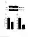 Fig. 03 - Methods and compositions for treating cancer