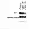 Fig. 10 - Methods and compositions for treating cancer