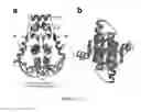 Fig. 02 - Small molecules modulator of epigenetic regulation and their therapeutic applications