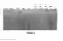 Fig. 09 - High Molecular Weight Heparosan Polymers and Methods of Production and Use Thereof