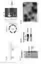 Fig. 02 - Vault complexes for cytokine delivery
