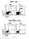 Fig. 05 - Pharmaceutical composition comprising bee venom-phospholipase A2 (BV-PLA2) for treating or preventing diseases related to degradation of abnormal regulatory T cell activity