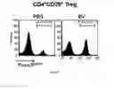 Fig. 06 - Pharmaceutical composition comprising bee venom-phospholipase A2 (BV-PLA2) for treating or preventing diseases related to degradation of abnormal regulatory T cell activity