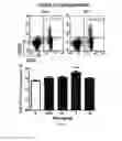 Fig. 07 - Pharmaceutical composition comprising bee venom-phospholipase A2 (BV-PLA2) for treating or preventing diseases related to degradation of abnormal regulatory T cell activity