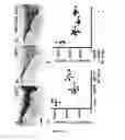 Fig. 30 - Pharmaceutical composition comprising bee venom-phospholipase A2 (BV-PLA2) for treating or preventing diseases related to degradation of abnormal regulatory T cell activity